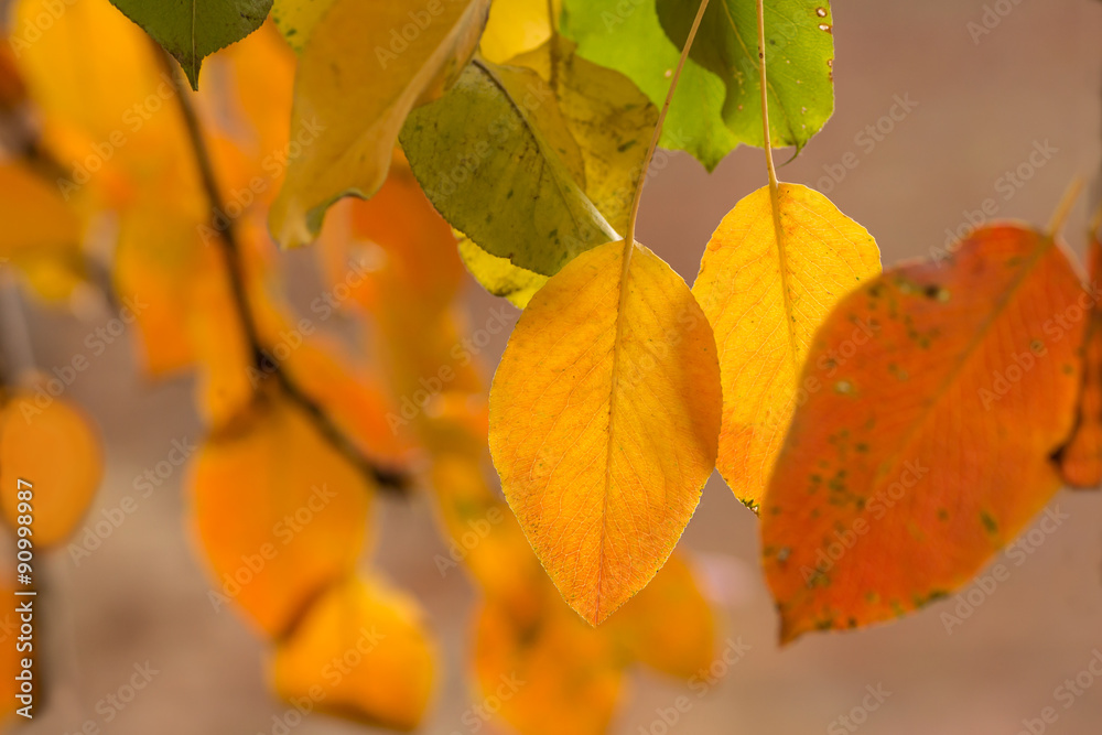 Obraz premium Multi-colored autumn leaves