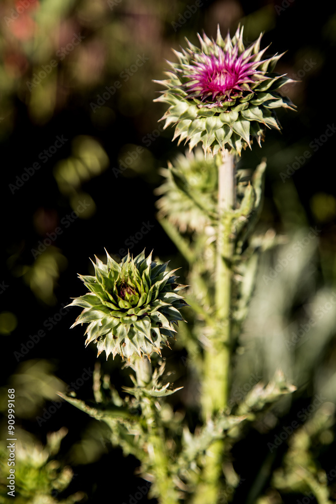 Budding wild Thistle plant of brilliant pink and green Budding wild Thistle plant of brilliant pink and green