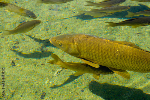 Carpa, fiume