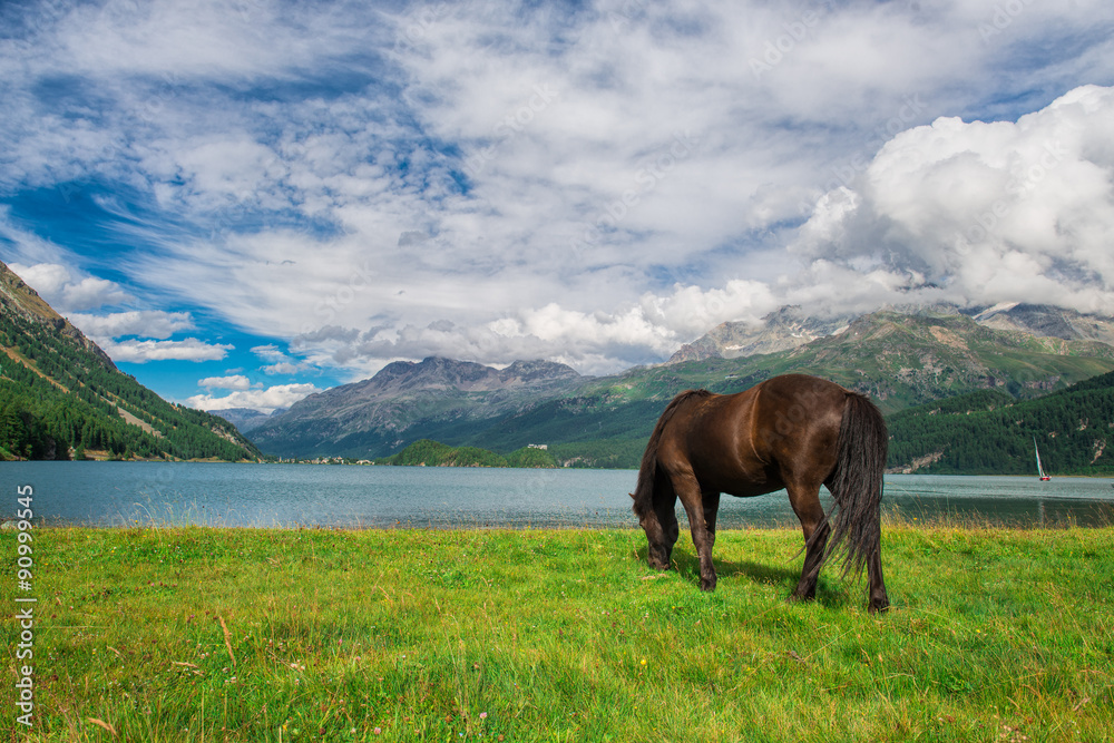 Horse in a meadow in front of an alpine lake in the Alps