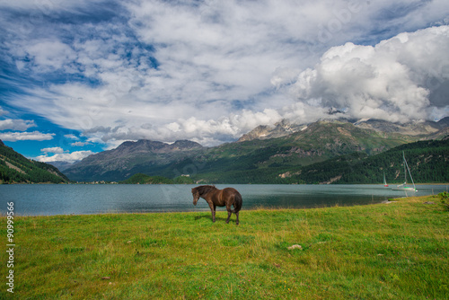 Horse in a meadow in front of an alpine lake in the Alps