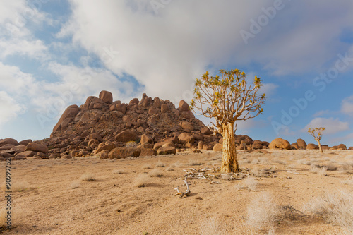 Quiver Tree and Klip Kopje