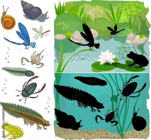 Find the shadow of pond inhabitants 