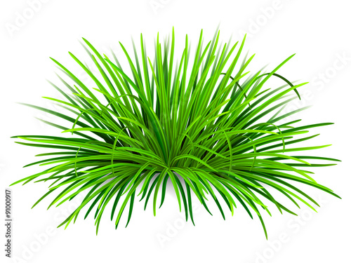 Bunch of green grass. Vector, isolated on white background.