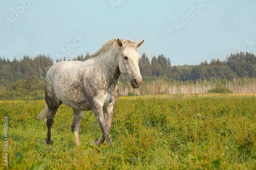 Gray horse running trot on the green meadow