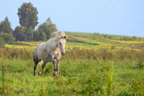 Running galloping gray horse