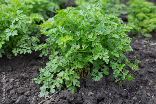 Parsley growing at a farm. Authentic farm series.