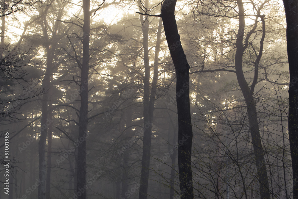 Fototapeta premium Misty woods