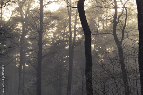 Misty woods