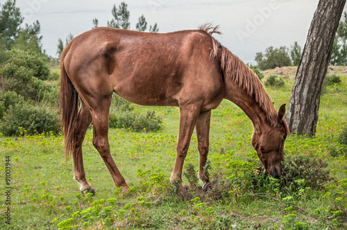  wild and free horse in nature