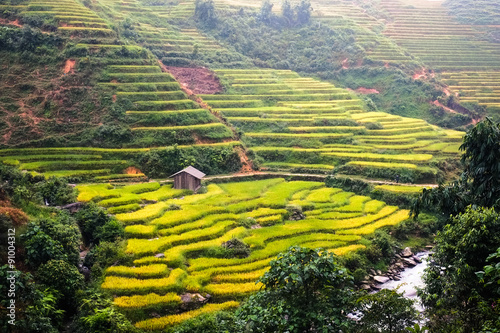 Fototapeta Naklejka Na Ścianę i Meble -  Rice fields on terraced havesting in Sapa, Lao cai, Vietnam.