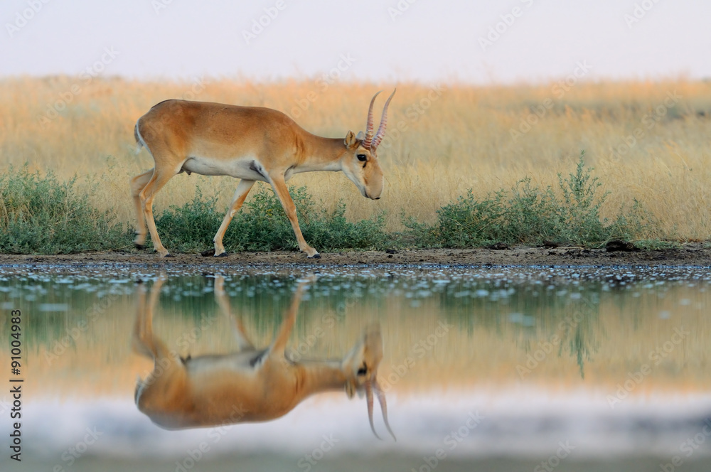 Wild male Saiga antelope near watering in steppe Wild male Saiga antelope near watering in steppe