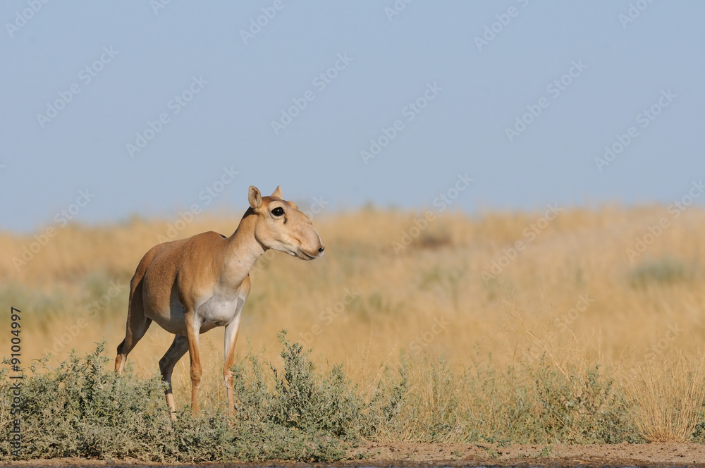 Wild female Saiga antelope near watering in steppe Wild female Saiga antelope near watering in steppe