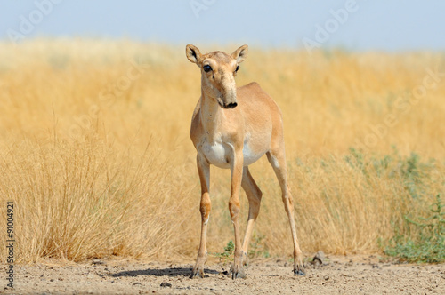 Wild female Saiga antelope near watering in steppe