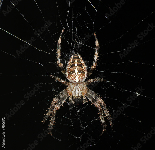Spooky Halloween spider on a web at night time 