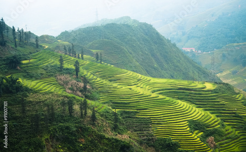 Rice fields on terraced havesting in Sapa, Lao cai, Vietnam.