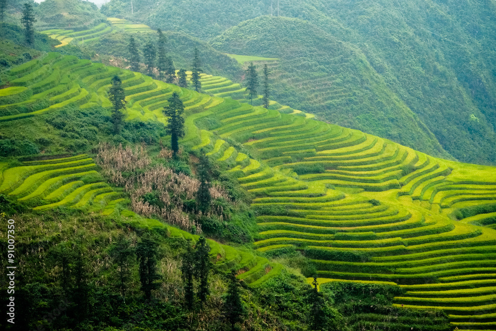 Rice fields on terraced havesting in Sapa, Lao cai, Vietnam.