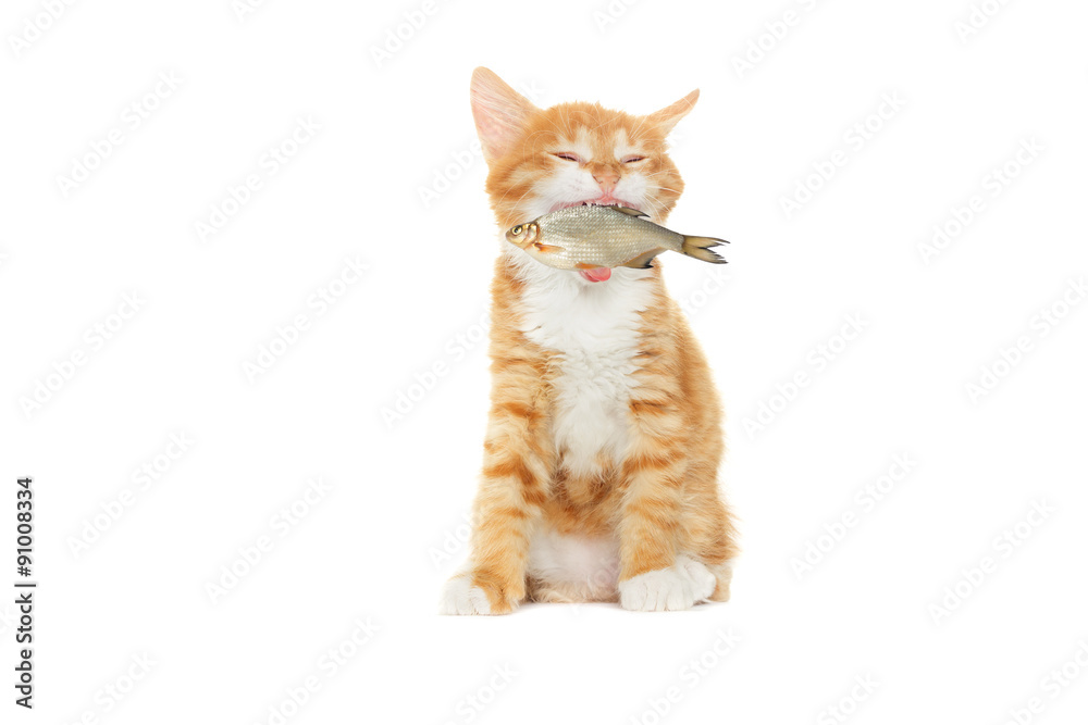 kitten caught fish