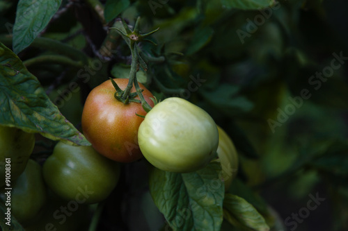 Healthy Homegrown Tomatoes