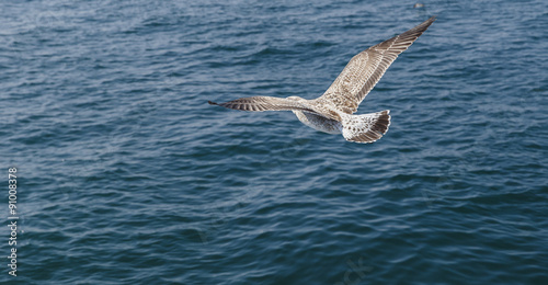 Cormorant flying over the Sea of Marmara