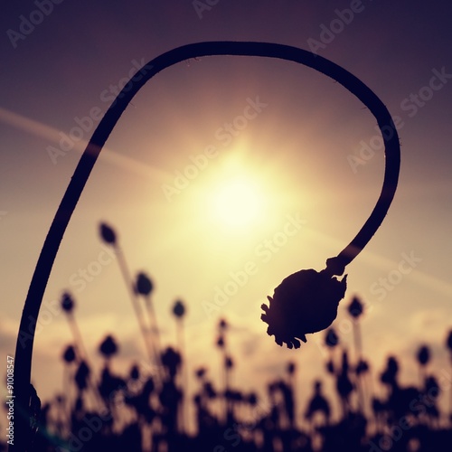 Bended stalk of poppy seed. Evening field of poppy heads. Dry flowers are waiting harvesting