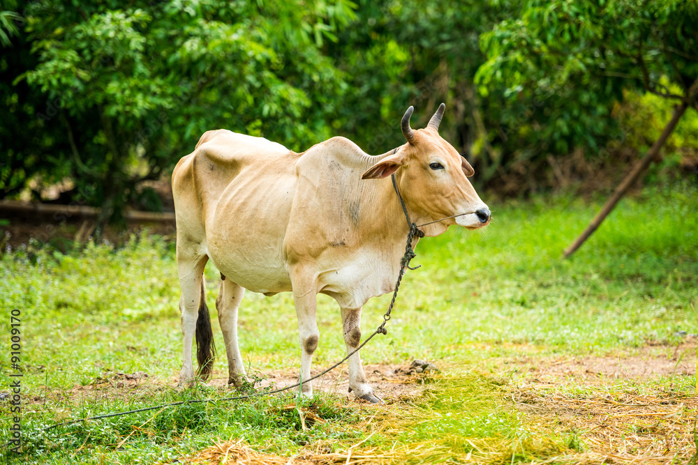 cow in the green garden