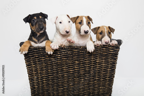 Obraz na plátne Basket full of bull terrier puppies