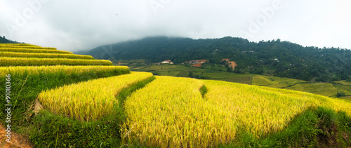 Rice fields on terraced  in Sapa  Lao cai  Vietnam. 
