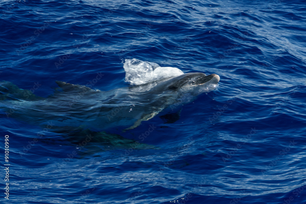 Naklejka premium Dolphin playing in the ocean