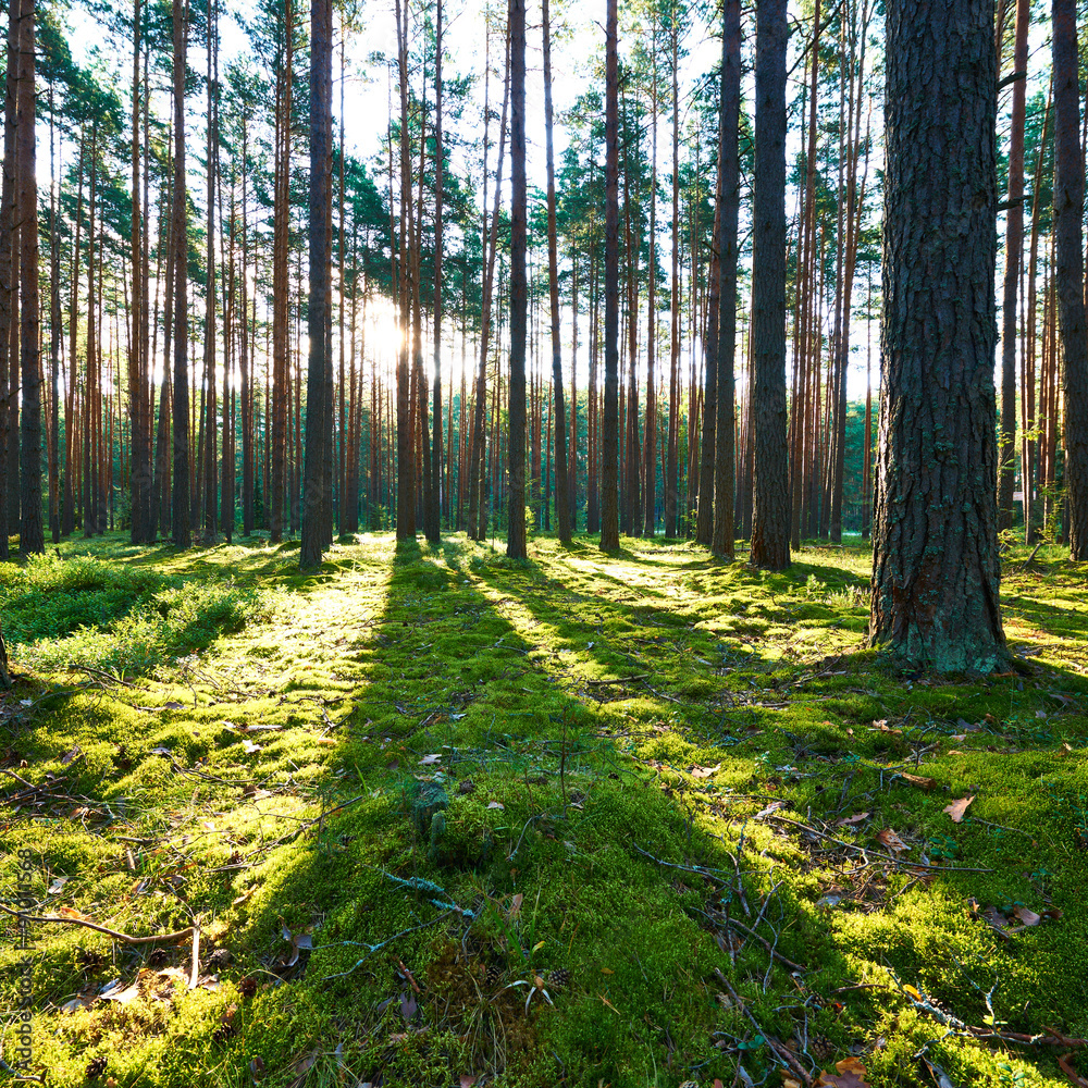 Fototapeta premium Sunrise in pine forest