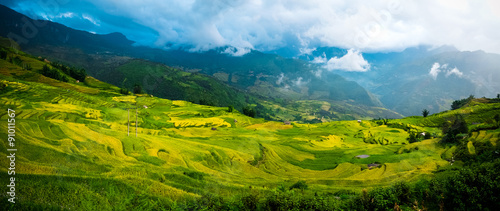 Rice fields on terraced in Sapa, Lao cai, Vietnam. 