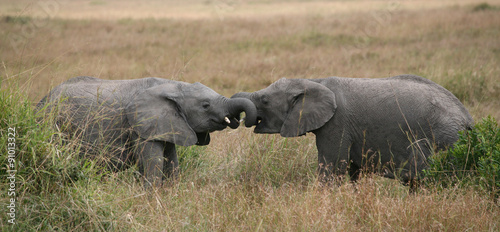 Canvas Print two young elephants