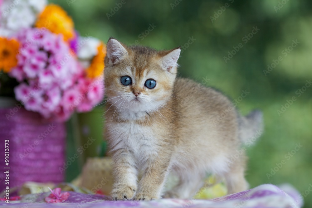 Kitten stands on the table next to the basket of flowers