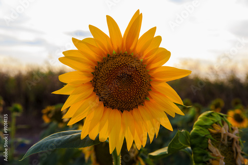 Sunflower field at sunset