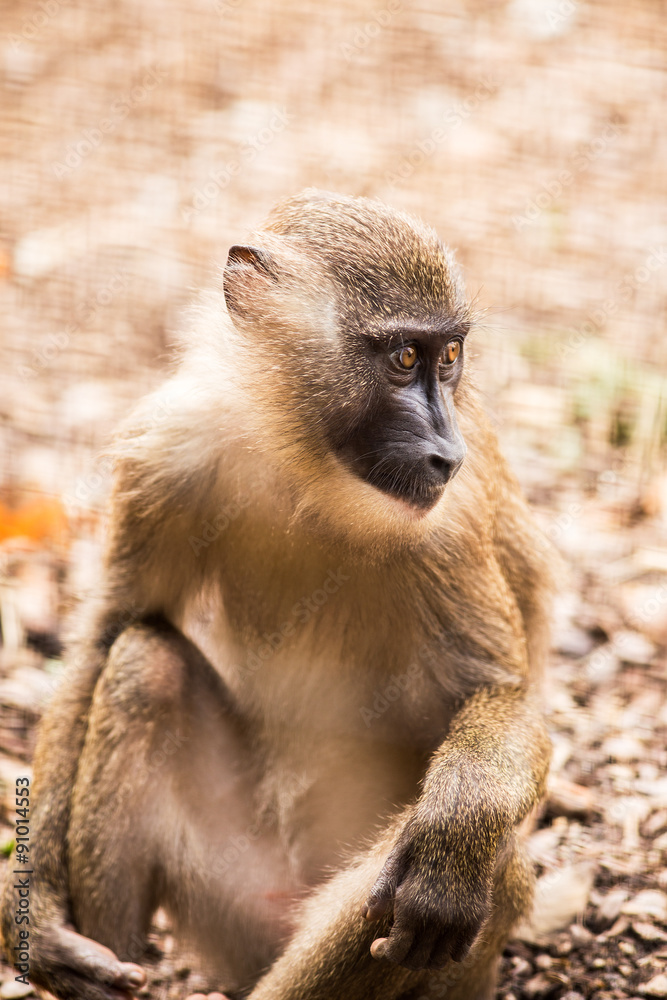 Fototapeta premium Drill