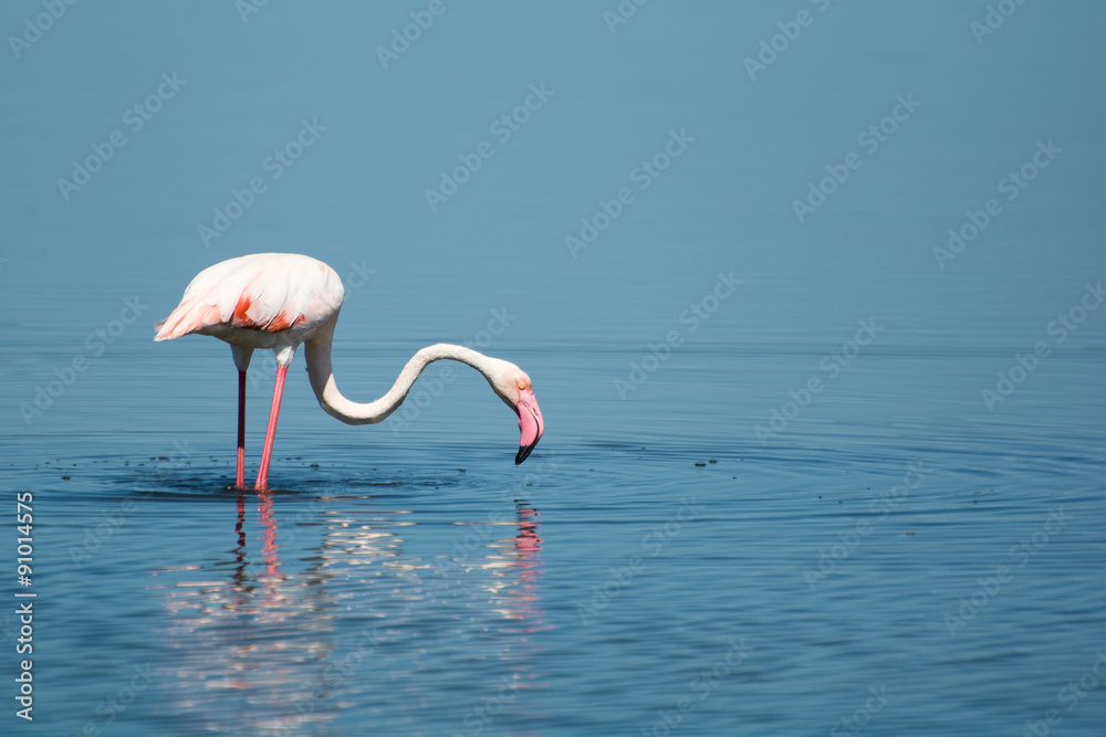 Naklejka premium Fenicottero Rosa