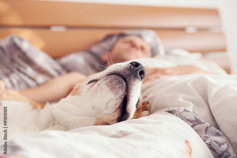Close up image beagle snout in his owner bed Close up image beagle snout in his owner bed