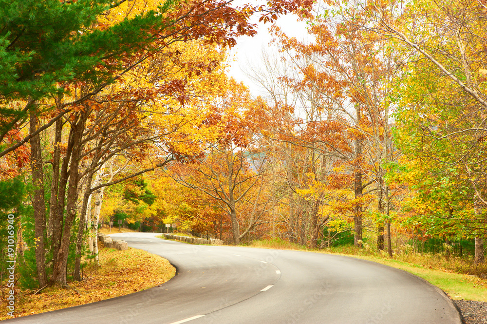 Obraz premium Autumn scene with road