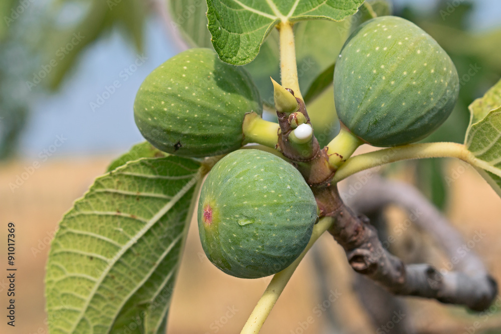 Fototapeta premium branch of fig tree with nectar 