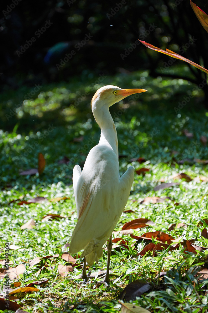 Obraz premium cattle egret