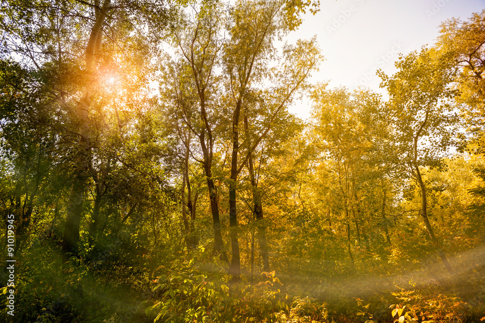 Obraz premium Autumn Sun in the Forest