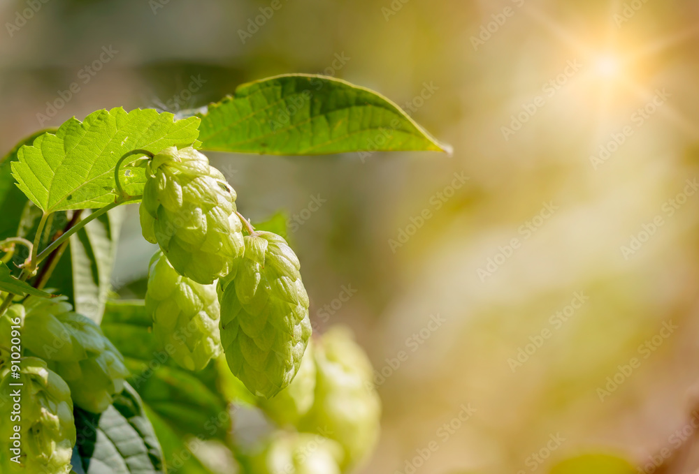 Humulus Lupulus Flowers, Also Called Hops Humulus Lupulus Flowers, Also Called Hops