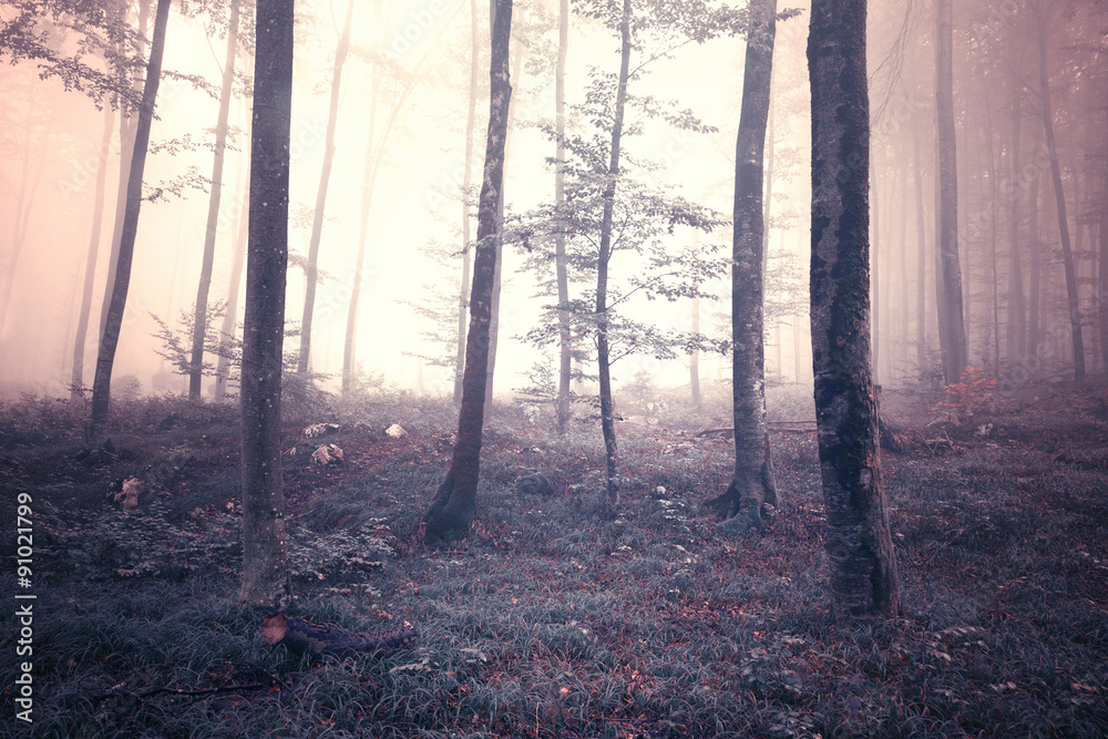 Obraz premium Mystic fantasy light autumn season foggy forest tree landscape.