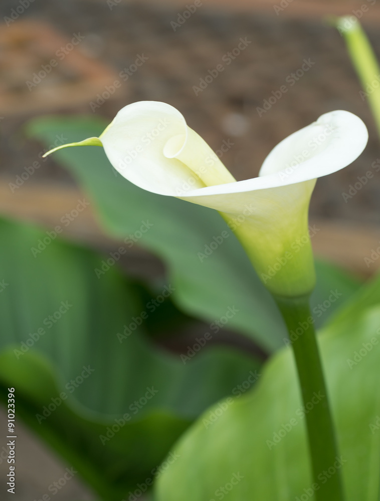 Obraz premium Arum blanc