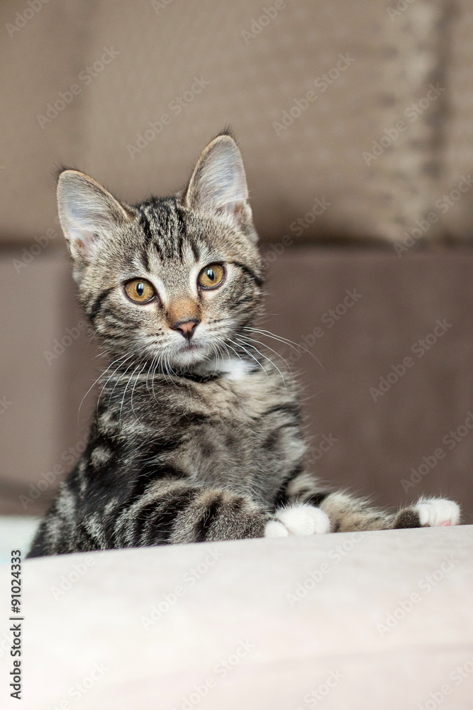 Милый серый полосатый котенок в комнате