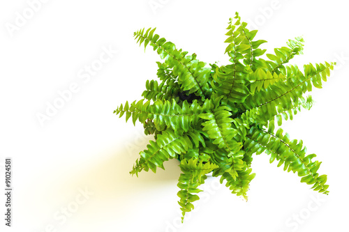 Young green fern with curly leaves. Nephrolepis in pot and foliage on white background (closeup)