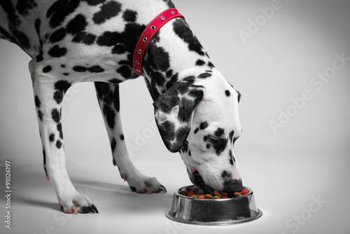 Dalmatian dog eating