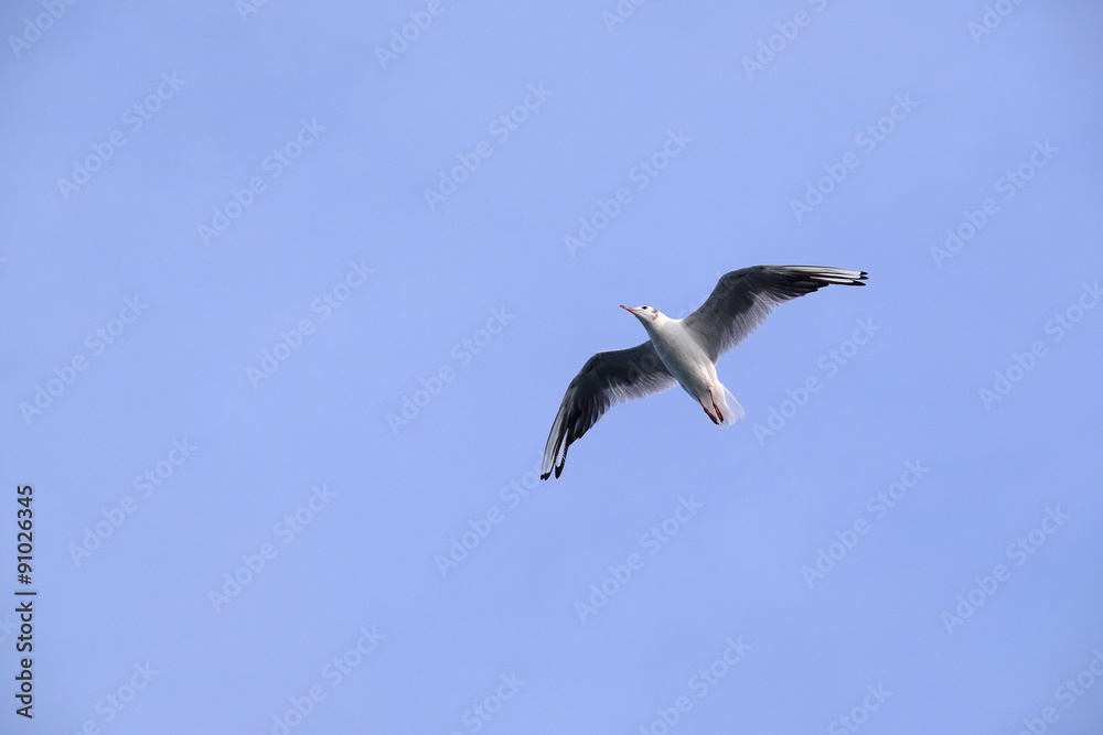 The image of seagull The image of seagull
