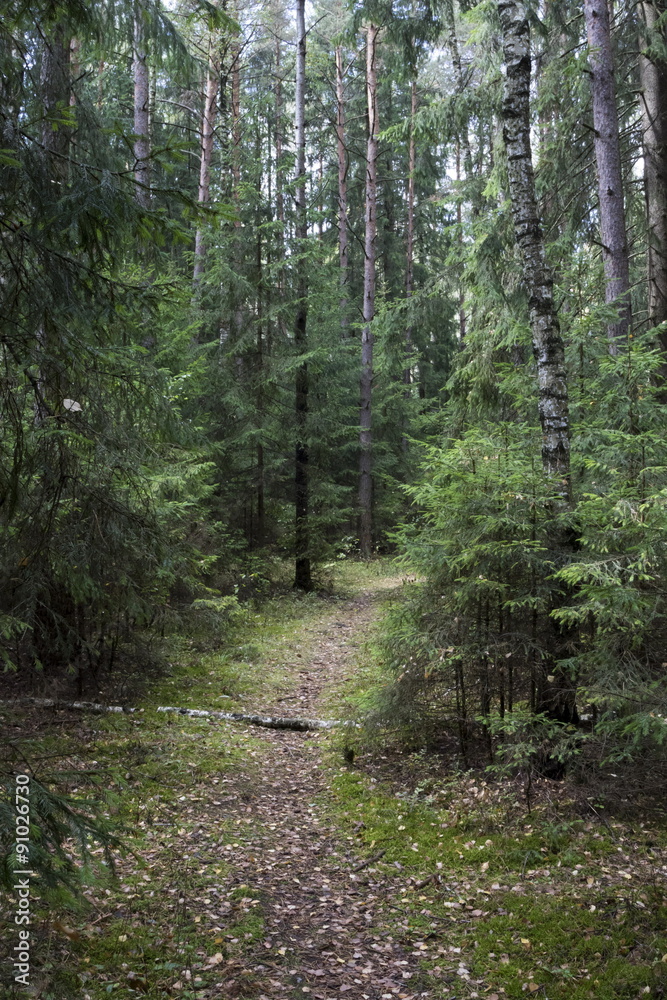 Wild forest, Fallen tree in the forest