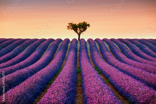 Fototapeta Naklejka Na Ścianę i Meble -  Lavender and lonely tree uphill on sunset. Provence, France